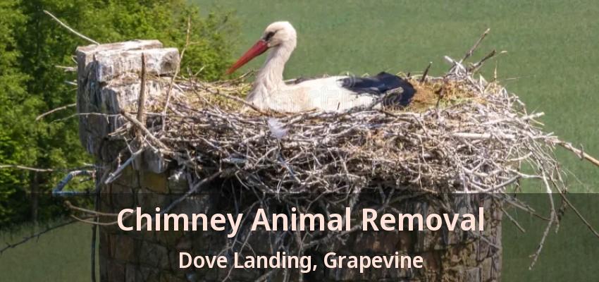 Chimney Animal Removal Dove Landing, Grapevine - TX