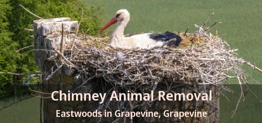 Chimney Animal Removal Eastwoods in Grapevine, Grapevine - TX