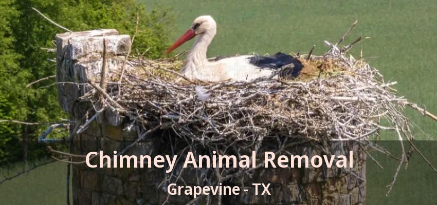 Chimney Animal Removal Grapevine - TX