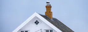 Chimney Nest Removal Grapevine